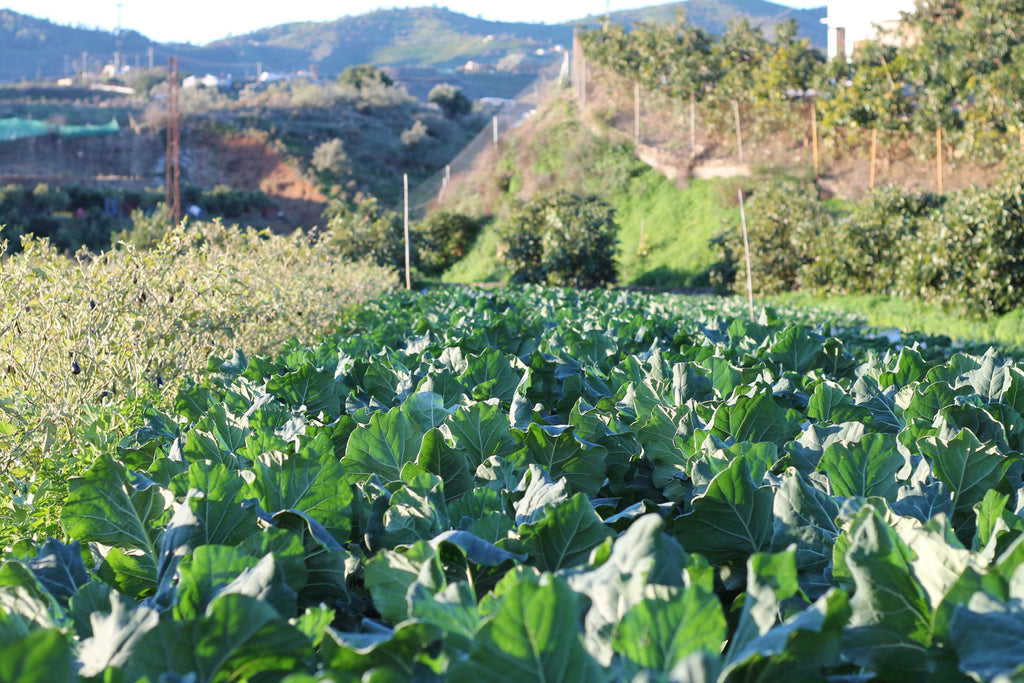 Caja mixta huerta de temporada, Raíces Cercanas