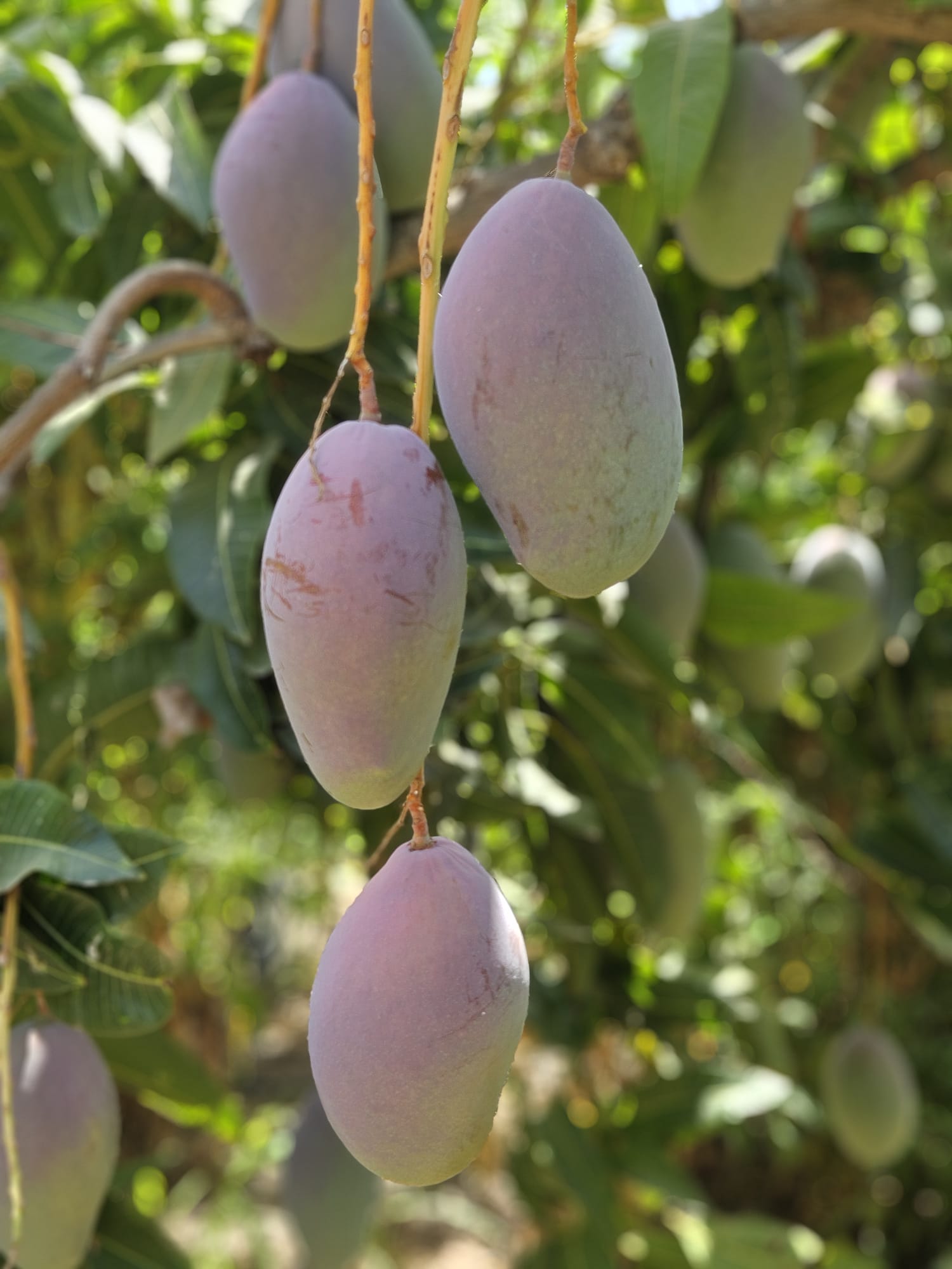 Mango Ecológico