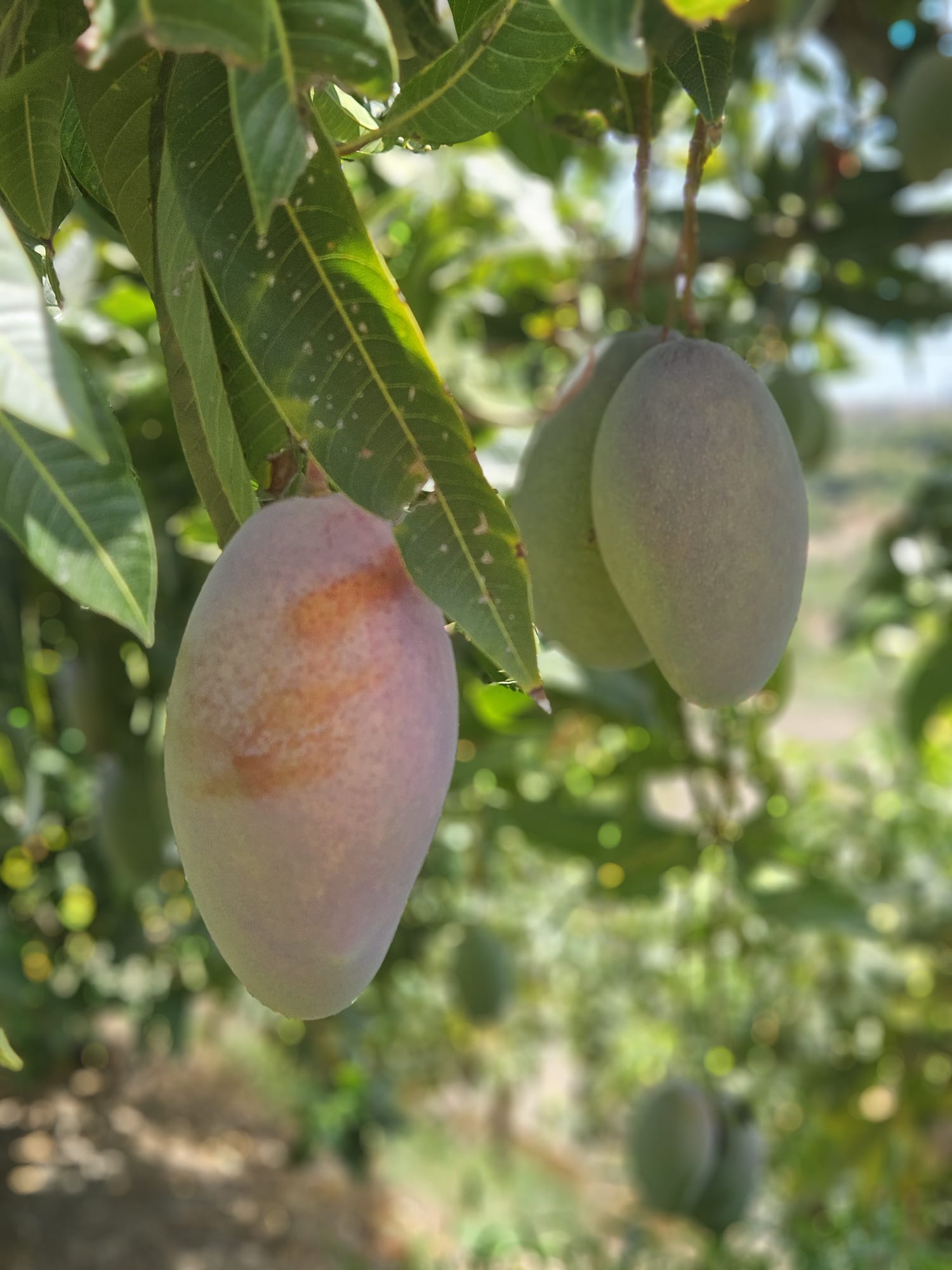 Mango Ecológico